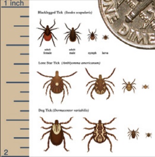 Diagram showing sizes of different species of tics as compared to a quarter